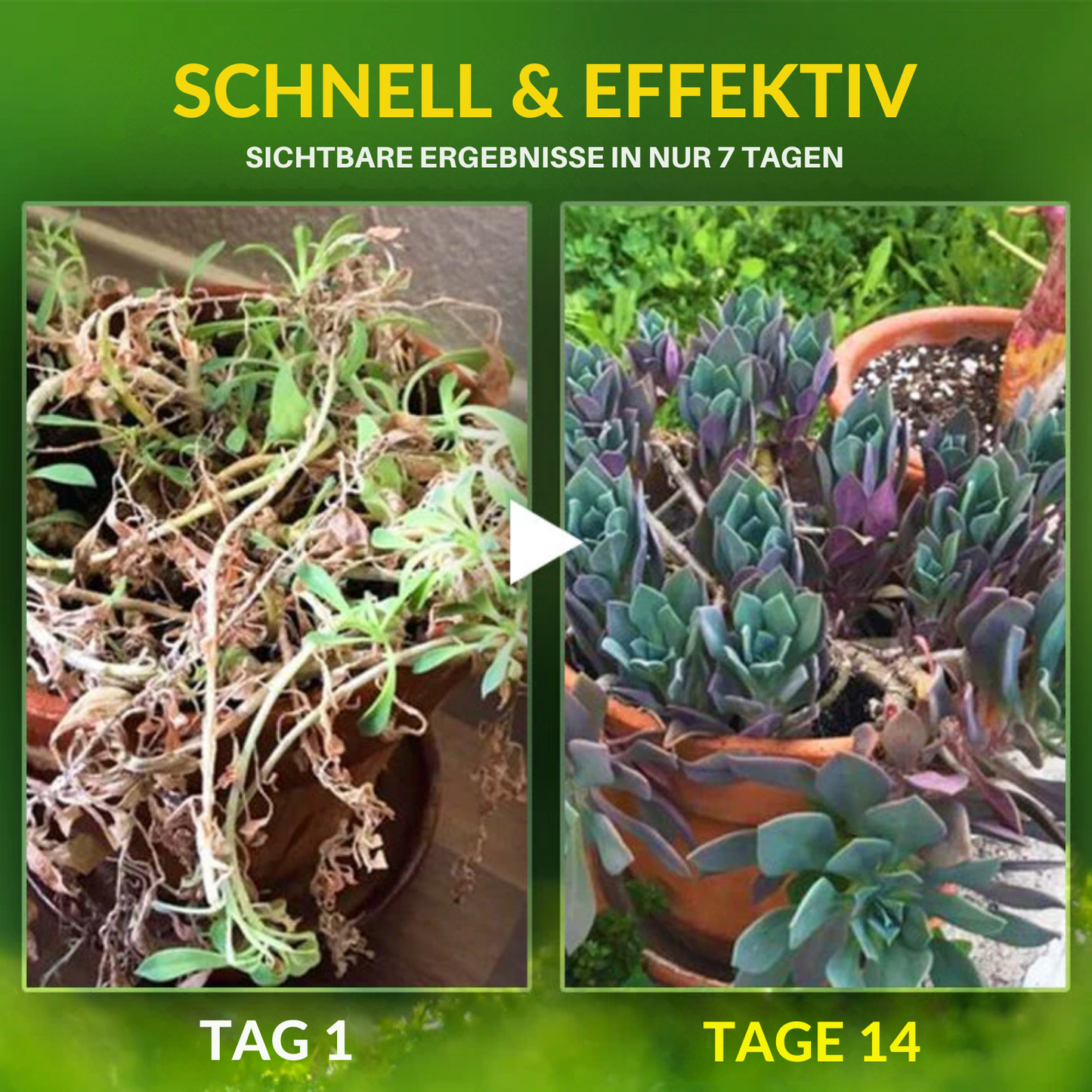 Fivfivgo® 2-in-1-Vita-Enzym 🌱 Repariert und nährt Pflanzen